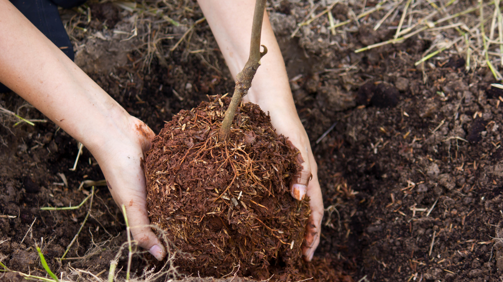 Comment planter des arbres ou arbustes en motte ?