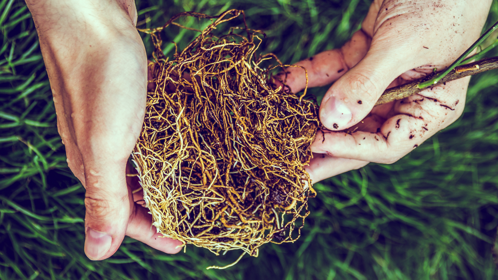 Comment planter des arbres et arbustes en racines nues ?