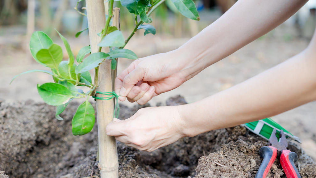Qu'est-ce que le tuteurage ?