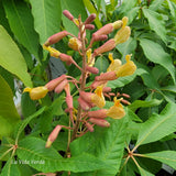 Aesculus x mutabilis "Penduliflora"