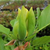 Magnolia acuminata 