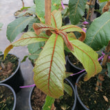 Quercus insignis