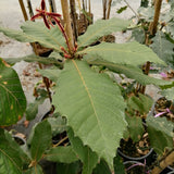 Quercus insignis