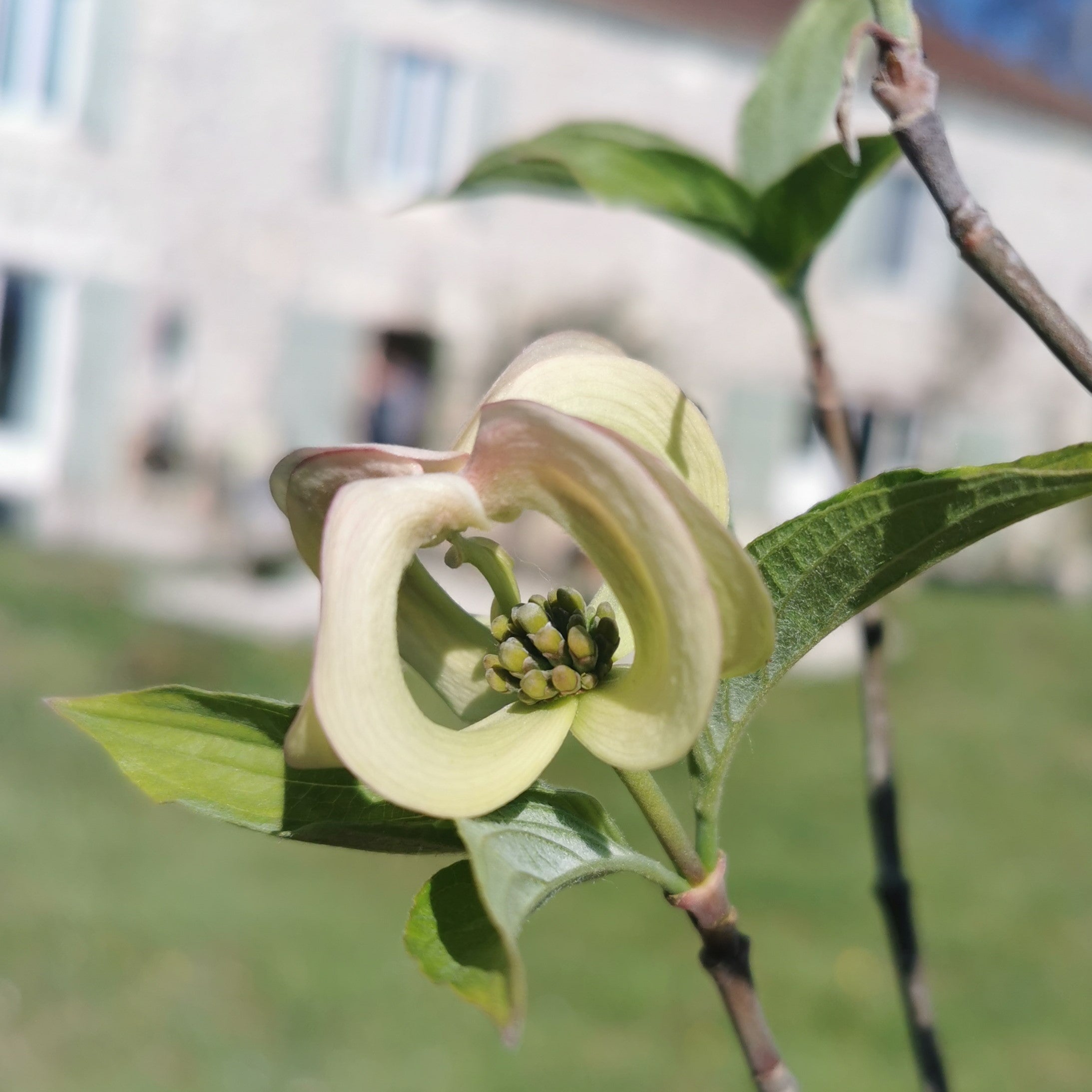 Cornus florida "Urbiniana"