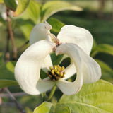 Cornus florida "Urbiniana"