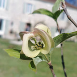Cornus florida "Urbiniana"