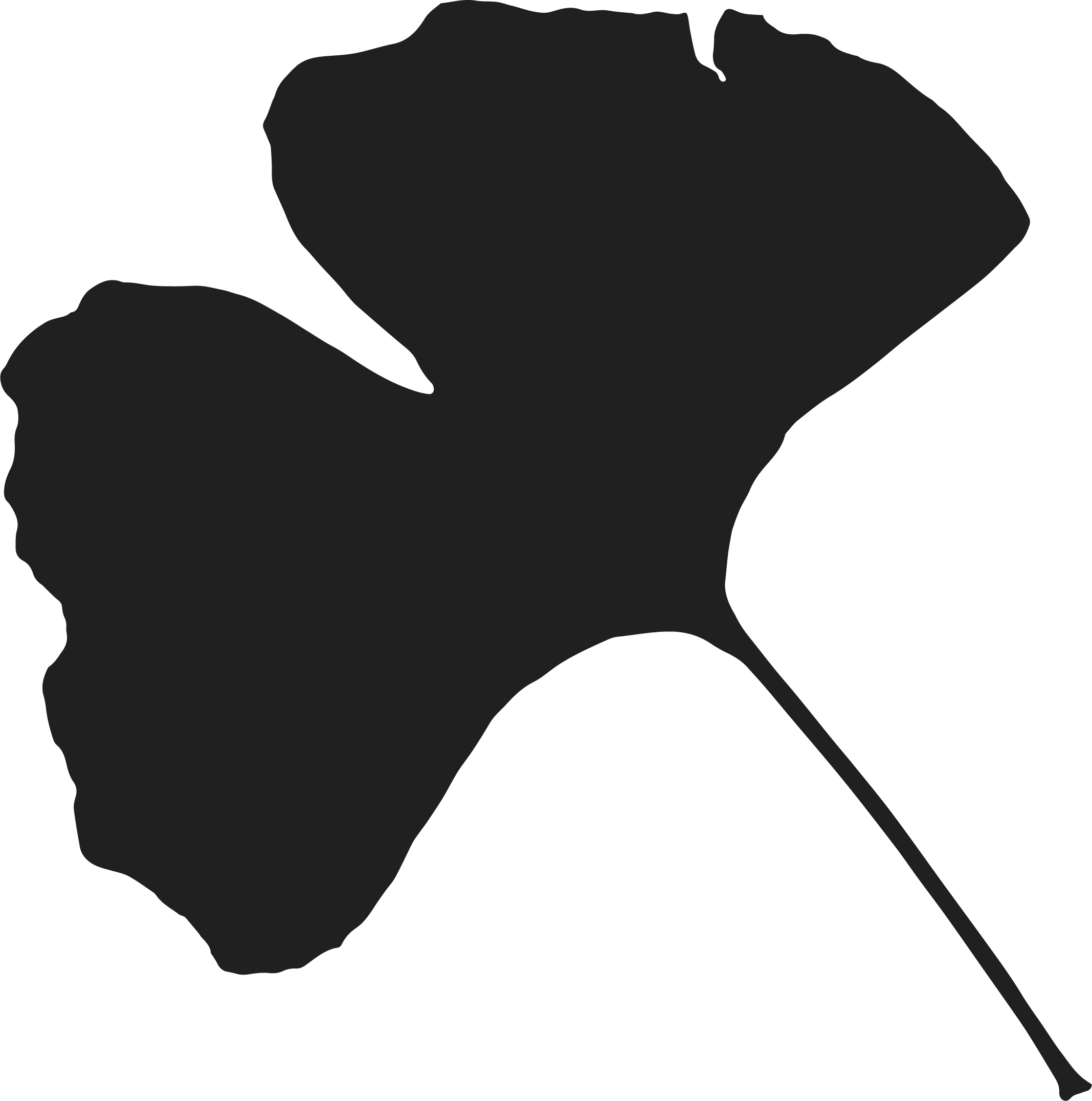 Ginkgo biloba "Tubifolia"