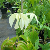 Cornus kousa 