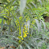 Mahonia eurybracteata subsp. gangpinensis