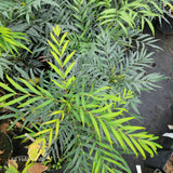 Mahonia eurybracteata subsp. gangpinensis
