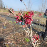Parrotia persica