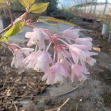 Staphylea holocarpa var. "Rosea"