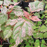 Acer conspicuum 