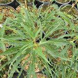 Acer platanoides "Paldiski"
