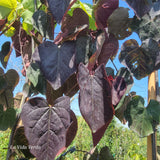 Cercis canadensis "Forest Pansy"