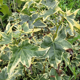Liquidambar styraciflua 