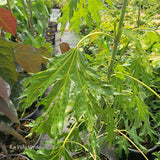 Acer saccharinum 