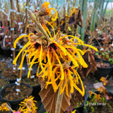Hamamelis x intermedia 