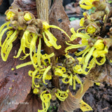 Hamamelis x intermedia "Angelly"