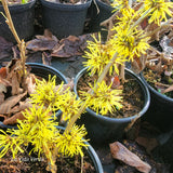 Hamamelis x intermedia "Angelly"