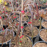 Fagus sylvatica "Ansorgei"