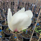 Magnolia "Anticipation"