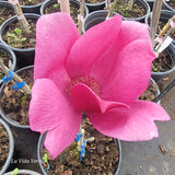 Magnolia "Antje Zandee"