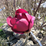 Magnolia "Aphrodite"