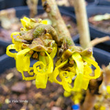 Hamamelis x intermedia 