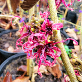 Hamamelis x intermedia "Birgit"