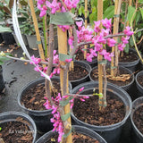 Cercis canadensis "Pendula"