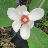 Magnolia x wieseneri "Charm and Fragrance"