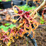 Hamamelis x intermedia 