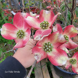 Cornus florida "Cherokee Brave"