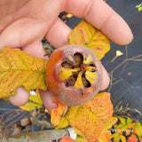 Crataemespilus grandiflora