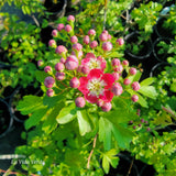 Crataegus laevigata "Crimson Cloud"