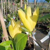 Magnolia 