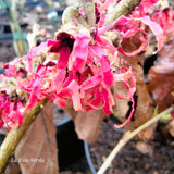 Hamamelis x intermedia "Diane"