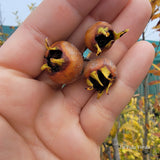 crataemespilus potsdamiensis "Dietko"