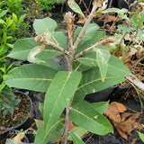 Quercus engleriana