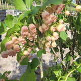 Enkianthus campanulatus