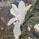 Magnolia kobus "Esveld Select"
