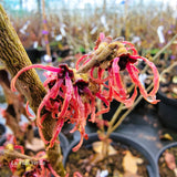 Hamamelis x intermedia 