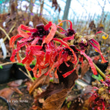 Hamamelis x intermedia "Fire Blaze"