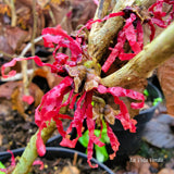 Hamamelis x intermedia 