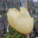 Magnolia "Gold Cup"
