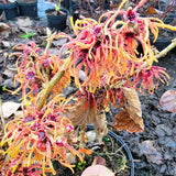 Hamamelis x intermedia 