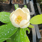Magnolia virginiana "Havener" x insignis