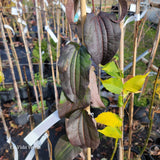 Heptacodium miconioides