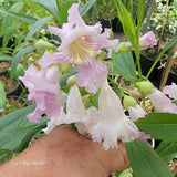 Chitalpa tashkentensis "Summer Bells"